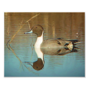 Noordelijke Pintail Duck Print Foto Afdruk