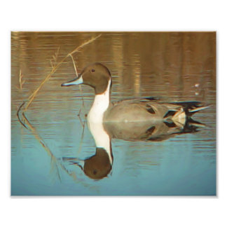 Noordelijke Pintail Duck Print Foto Afdruk