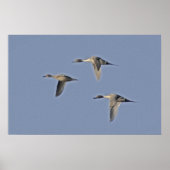 Noordelijke Pintails Poster (Voorkant)