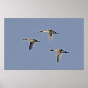 Noordelijke Pintails Poster
