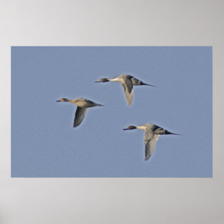 Noordelijke Pintails Poster