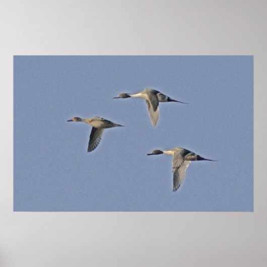 Noordelijke Pintails Poster (Voorkant)