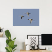 Noordelijke Pintails Poster (Thuiskantoor)