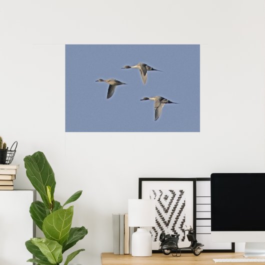 Noordelijke Pintails Poster (Thuiskantoor)