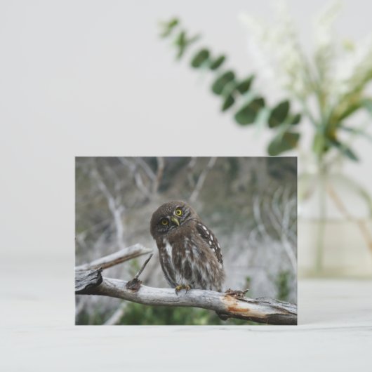 Noordelijke Pygmy Owl Briefkaart (Staand voorkant)