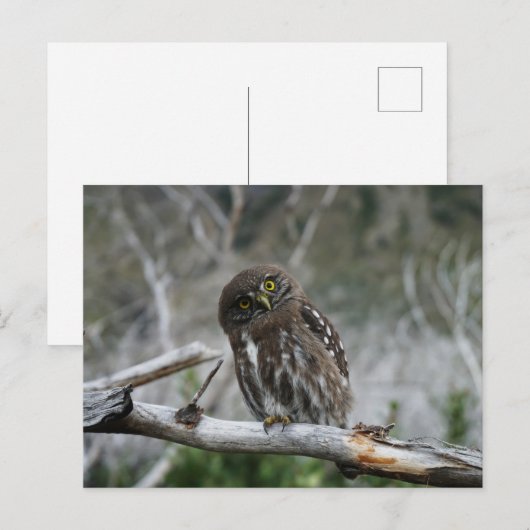 Noordelijke Pygmy Owl Briefkaart (Voorkant / Achterkant)