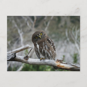Noordelijke Pygmy Owl Briefkaart