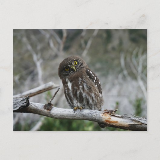 Noordelijke Pygmy Owl Briefkaart (Voorkant)