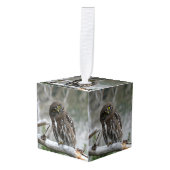 Noordelijke Pygmy Owl Decoratie (Voorkant hoekig)