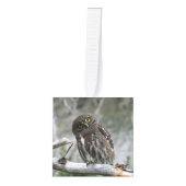Noordelijke Pygmy Owl Decoratie (Voorkant)