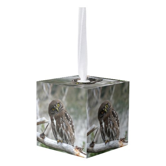 Noordelijke Pygmy Owl Decoratie (Achter hoekig)