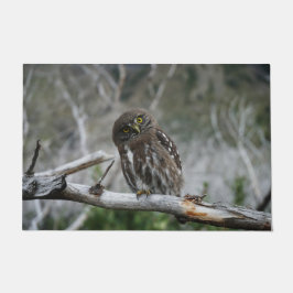 Noordelijke Pygmy Owl Deurmat