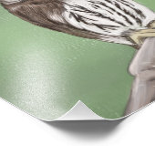 Noordelijke Pygmy Owl Foto Afdruk (Hoek)