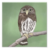 Noordelijke Pygmy Owl Foto Afdruk (Voorkant)