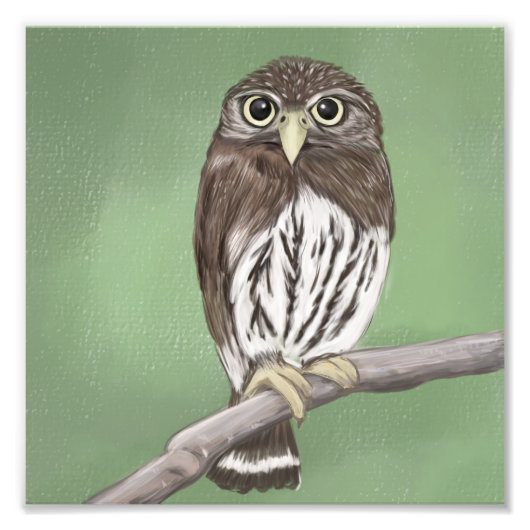 Noordelijke Pygmy Owl Foto Afdruk (Voorkant)