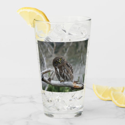 Noordelijke Pygmy Owl Glas (Voorkant ijs)
