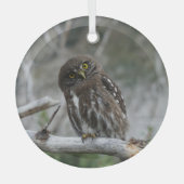 Noordelijke Pygmy Owl Glas Ornament (Voorkant)