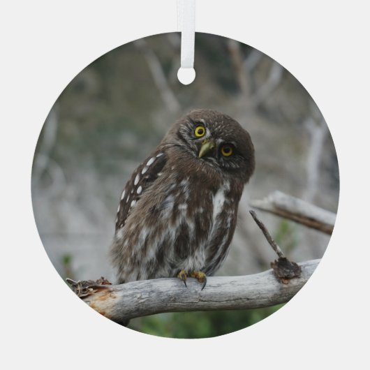 Noordelijke Pygmy Owl Glas Ornament (Achterkant)