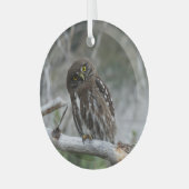 Noordelijke Pygmy Owl Glas Ornament (Voorkant links)