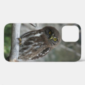 Noordelijke Pygmy Owl iPhone 12 Hoesje (Achterkant (horizontaal))
