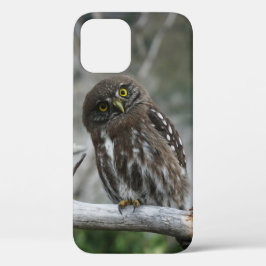 Noordelijke Pygmy Owl iPhone 12 Hoesje