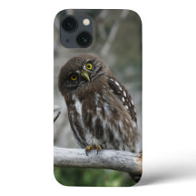 Noordelijke Pygmy Owl iPhone 13 Hoesje