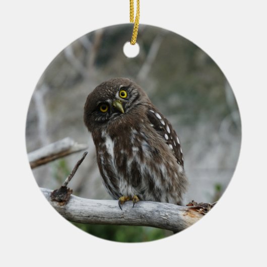 Noordelijke Pygmy Owl Keramisch Ornament (Voorkant)