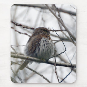 Noordelijke Pygmy Owl Muismat