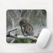 Noordelijke Pygmy Owl Muismat (Met muis)