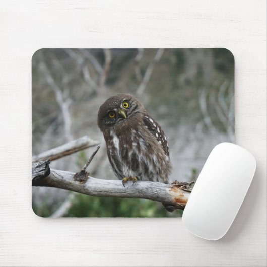 Noordelijke Pygmy Owl Muismat (Met muis)