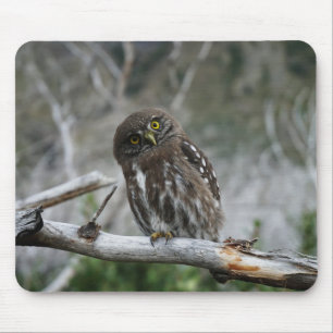 Noordelijke Pygmy Owl Muismat