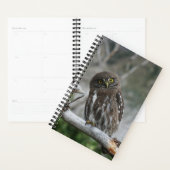 Noordelijke Pygmy Owl Planner (Display)