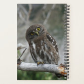 Noordelijke Pygmy Owl Planner (Achterkant)