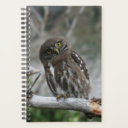 Noordelijke Pygmy Owl Planner (Voorkant)