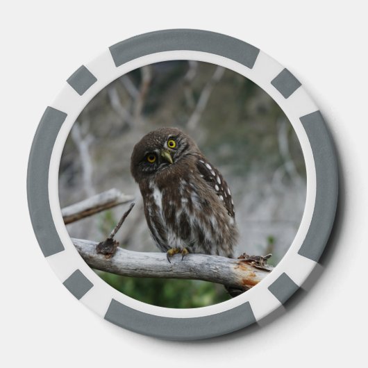 Noordelijke Pygmy Owl Poker Chips (Achterkant)