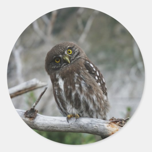 Noordelijke Pygmy Owl Ronde Sticker (Voorkant)