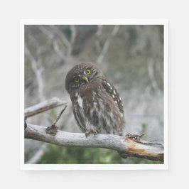 Noordelijke Pygmy Owl Servet