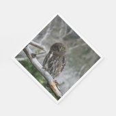 Noordelijke Pygmy Owl Servet (Hoek)