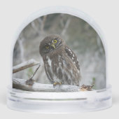 Noordelijke Pygmy Owl Sneeuwbol (Achterkant)