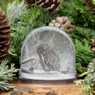 Noordelijke Pygmy Owl Sneeuwbol