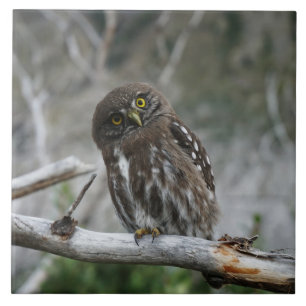Noordelijke Pygmy Owl Tegeltje