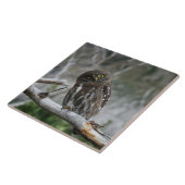 Noordelijke Pygmy Owl Tegeltje (Zijkant)