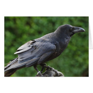 Noordelijke Raven