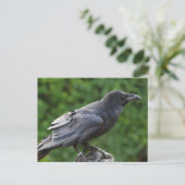 Noordelijke Raven Briefkaart (Staand voorkant)