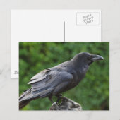 Noordelijke Raven Briefkaart (Voorkant / Achterkant)