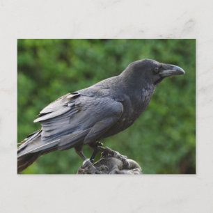 Noordelijke Raven Briefkaart