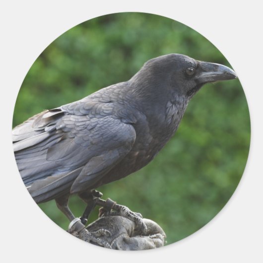 Noordelijke Raven Ronde Sticker (Voorkant)