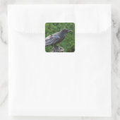 Noordelijke Raven Vierkante Sticker (Tas)