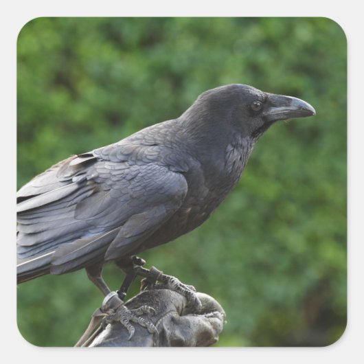 Noordelijke Raven Vierkante Sticker (Voorkant)