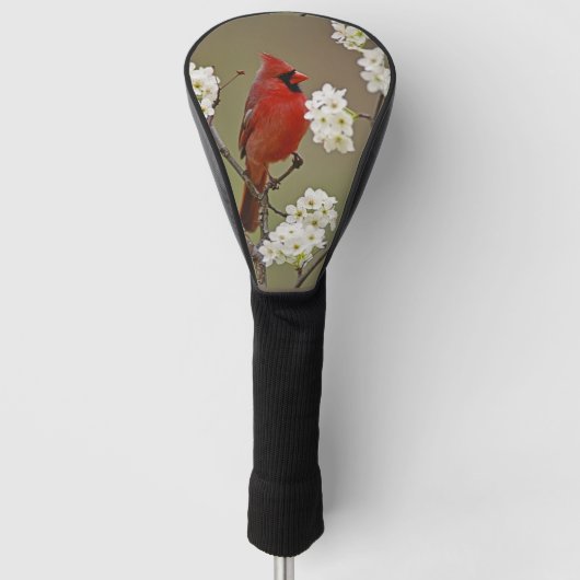 Noordelijke rode kardinaal onder de bloesems van d golfheadcover (Voorkant)